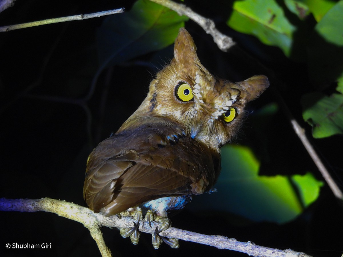 Oriental Scops-Owl - ML644638644
