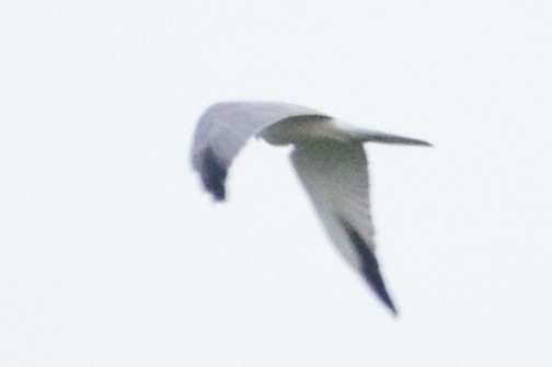 Pallid Harrier - ML644638646