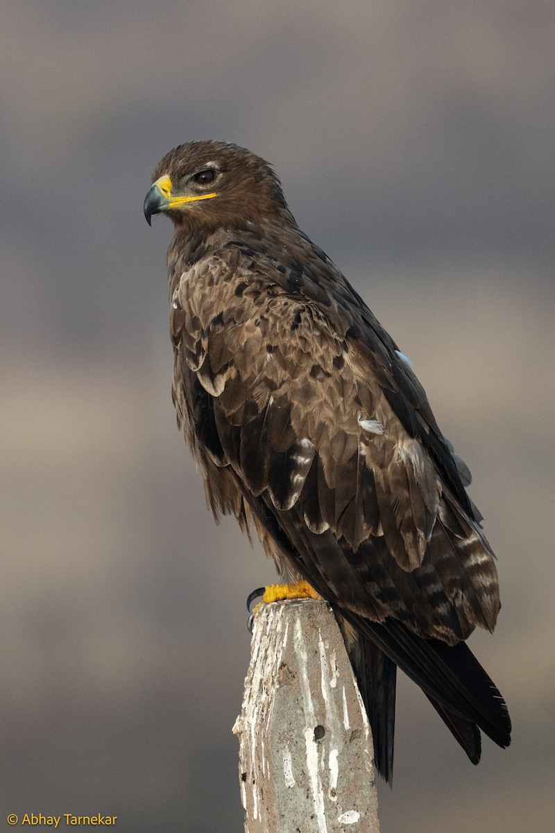 ソウゲンワシ - ML644638648