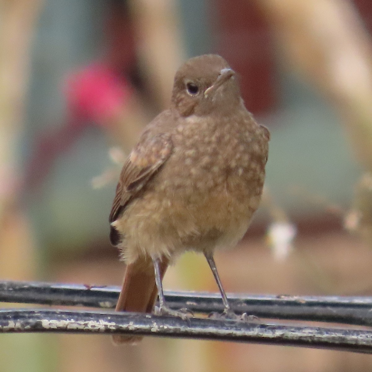 Кам'янка рудохвоста - ML644638663