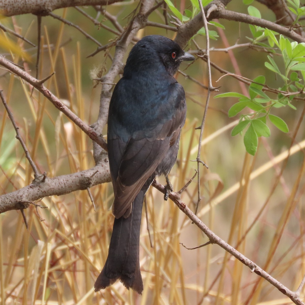 Дронго вилохвостий - ML644638666