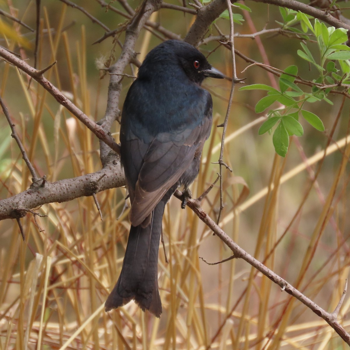 Дронго вилохвостий - ML644638667