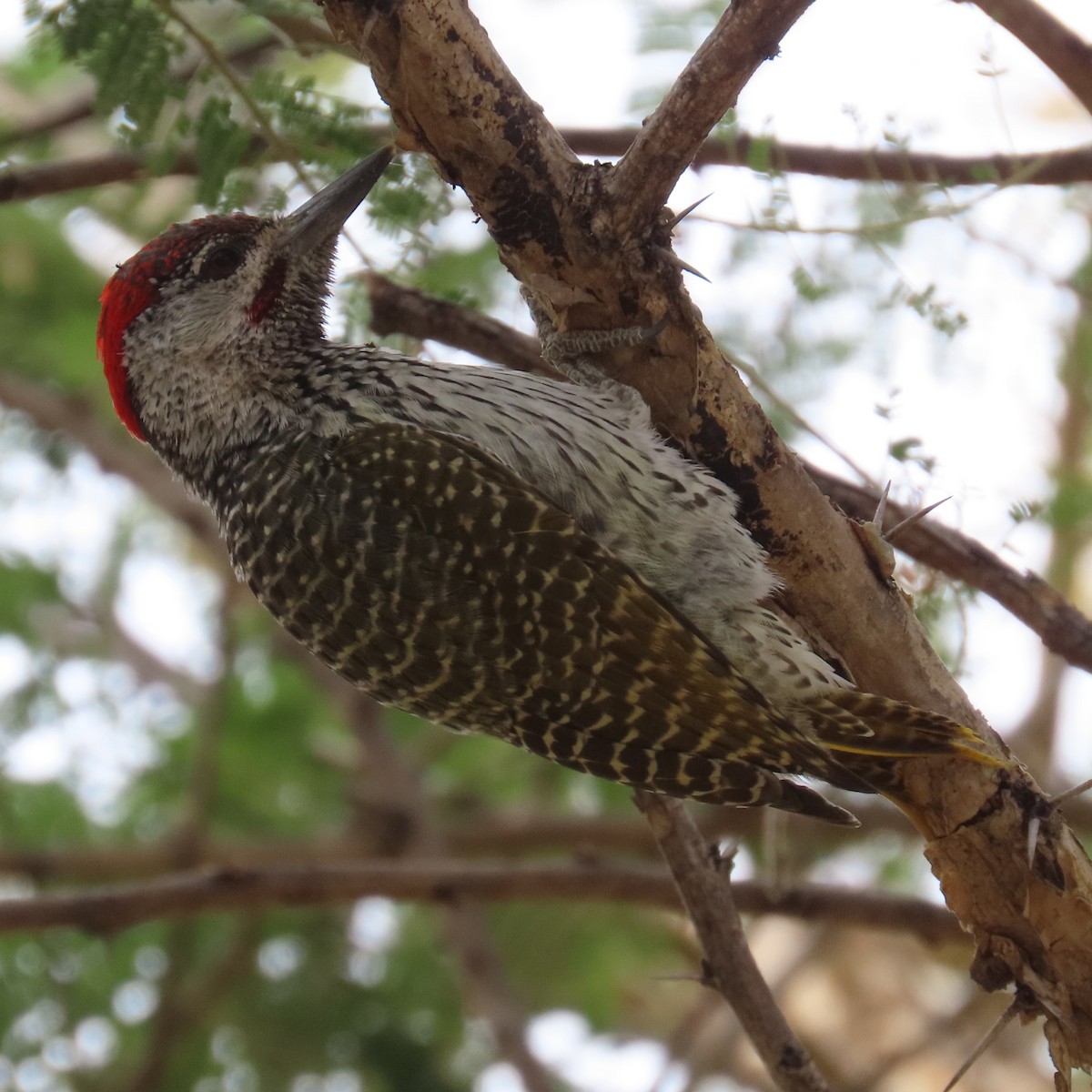 Дятлик золотохвостий - ML644638668