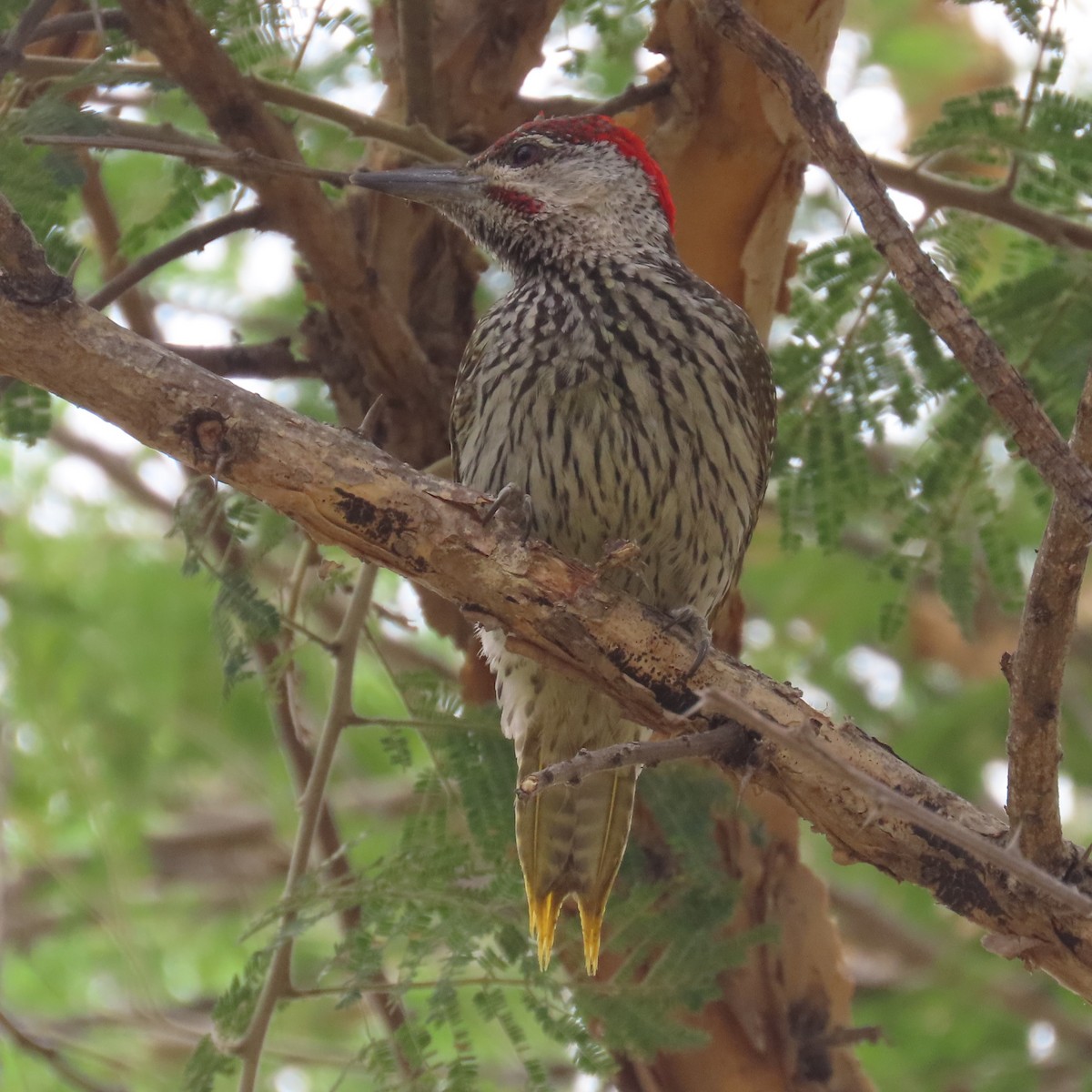 Дятлик золотохвостий - ML644638669