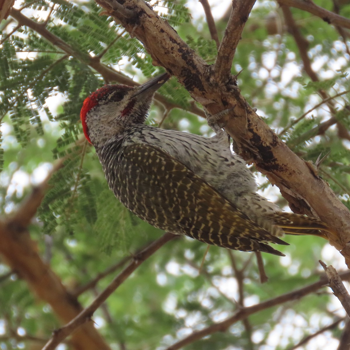 Дятлик золотохвостий - ML644638670