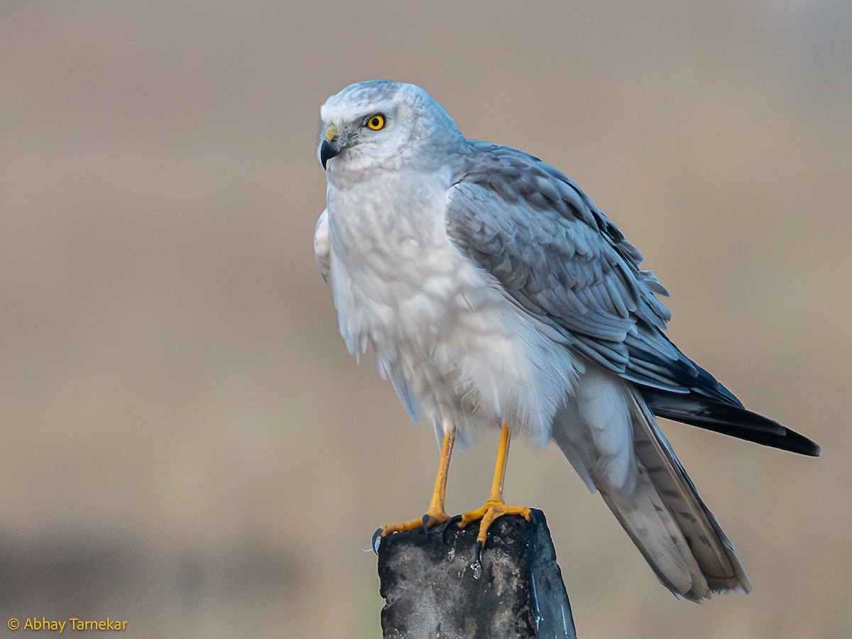 Pallid Harrier - ML644638673