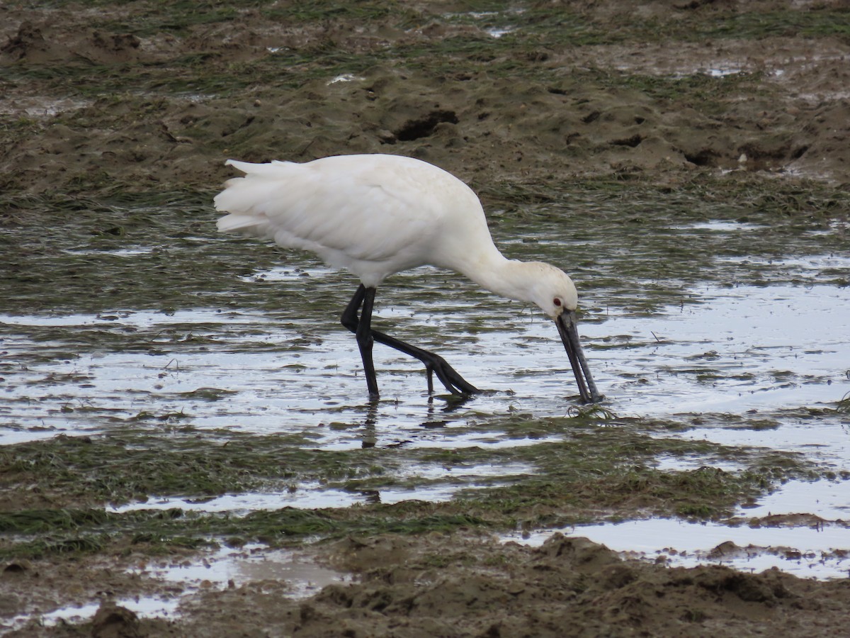 Косар білий - ML644638674