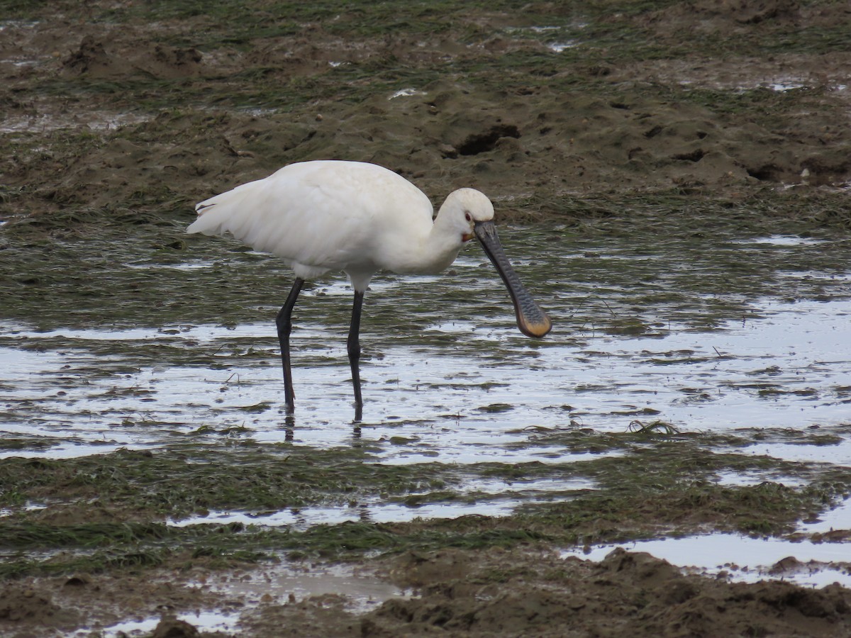 Косар білий - ML644638675