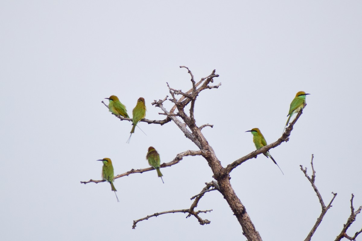 Asian Green Bee-eater - ML644638676