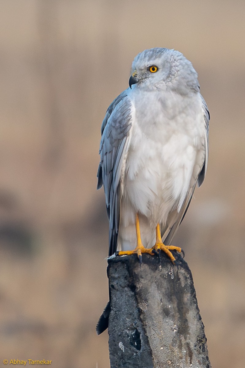 Pallid Harrier - ML644638683