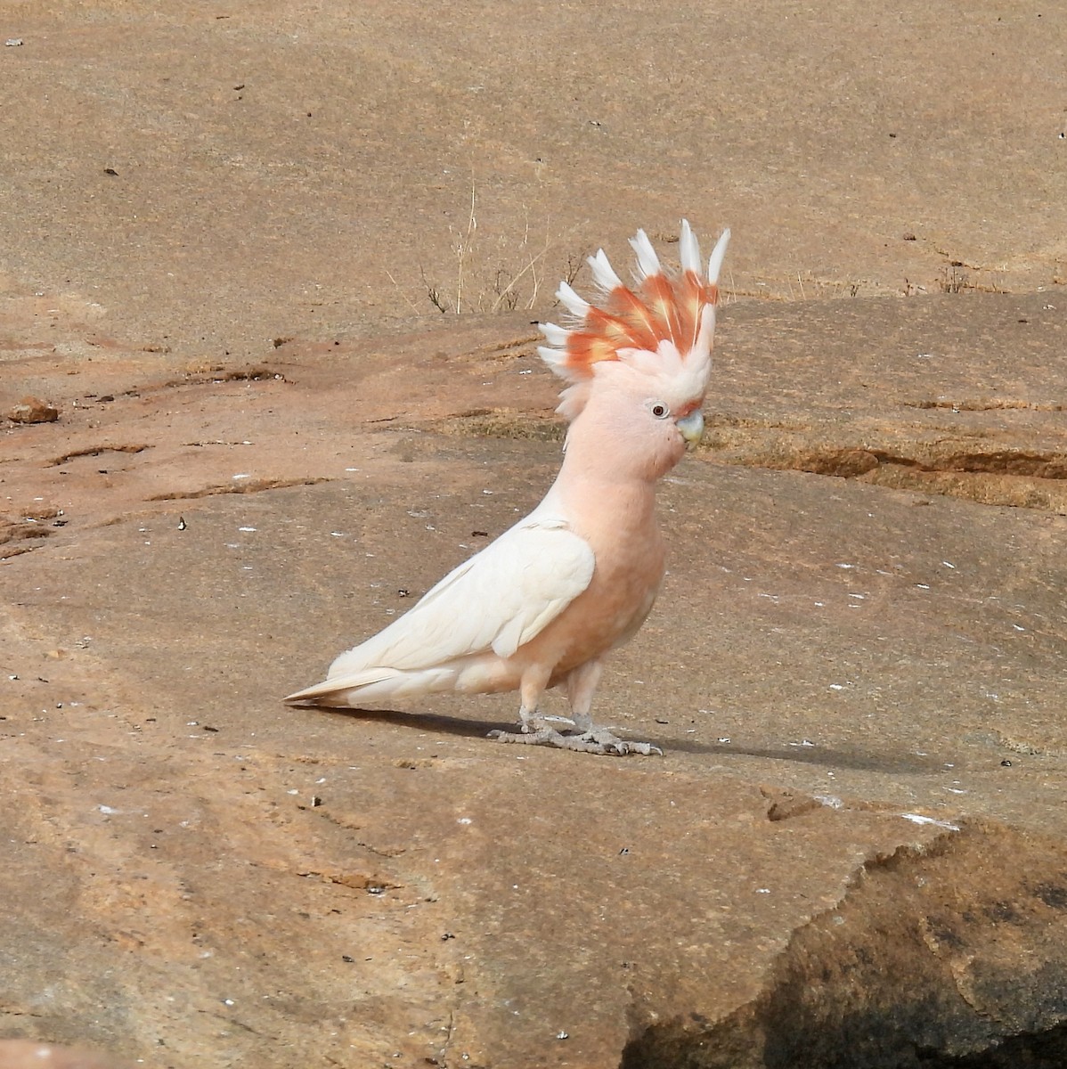 fagerkakadu - ML644638686