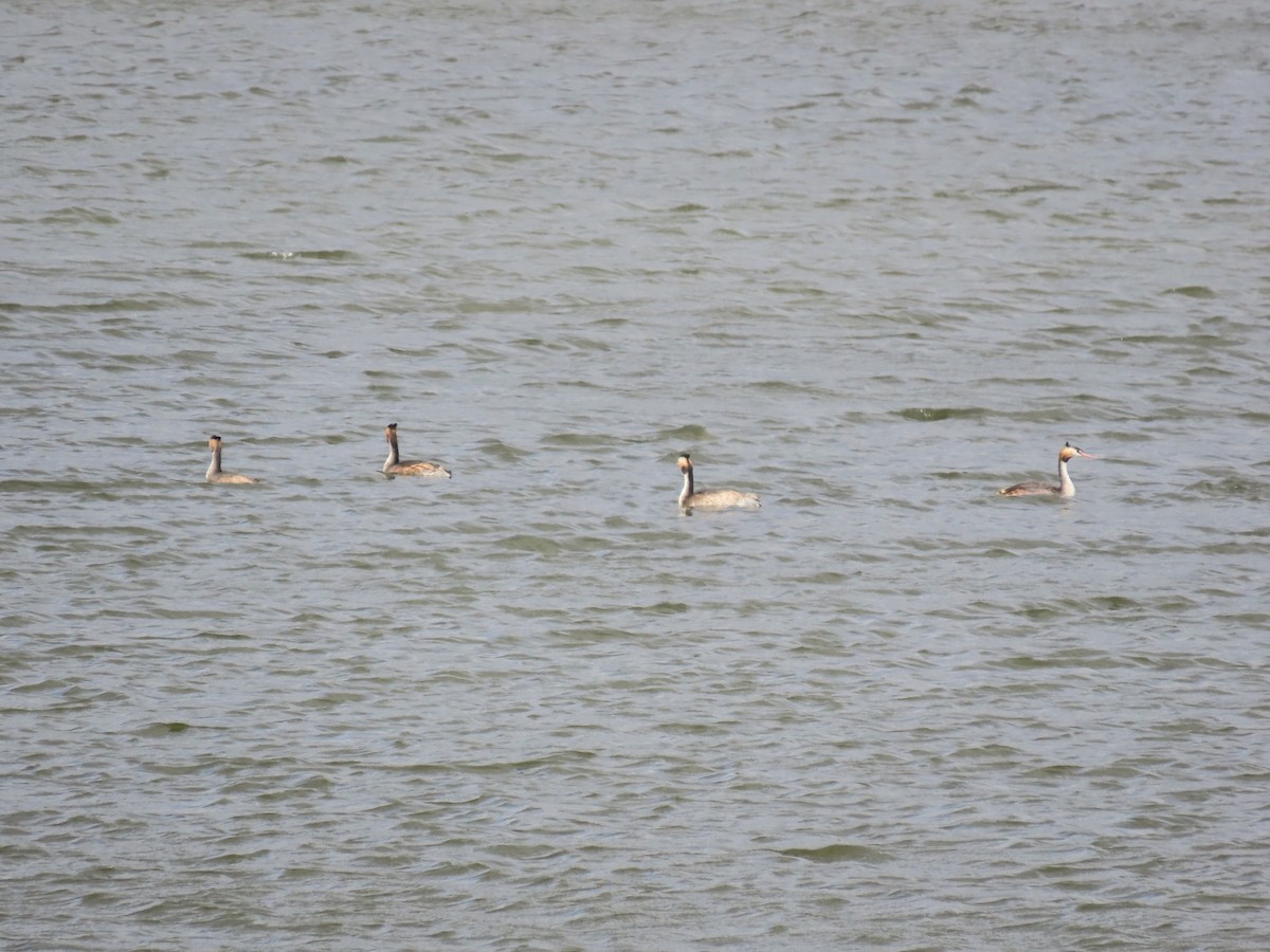 Пірникоза велика - ML644638690