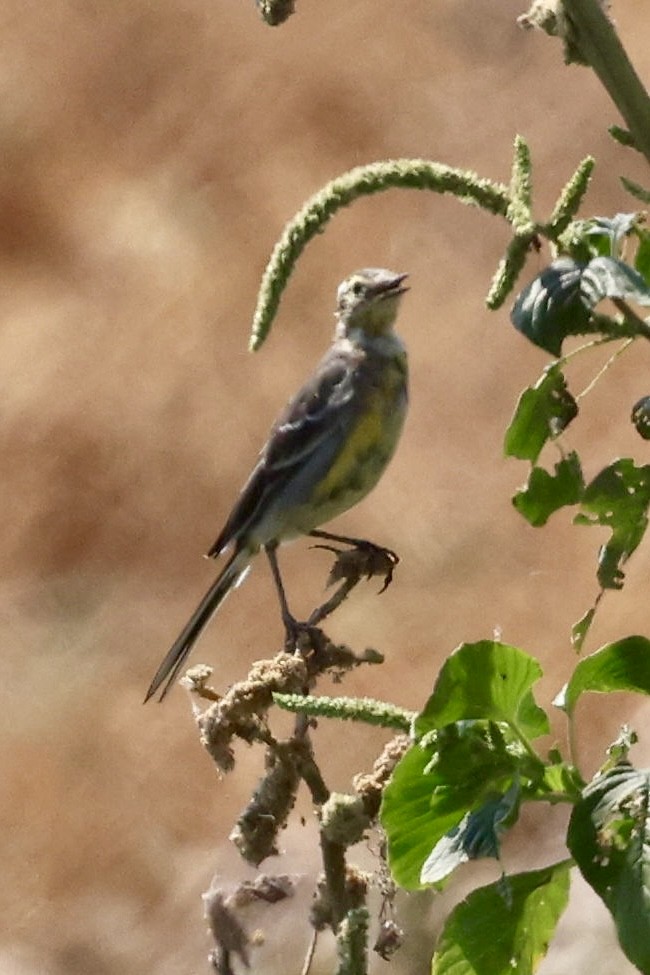 Citrine Wagtail - ML644638695