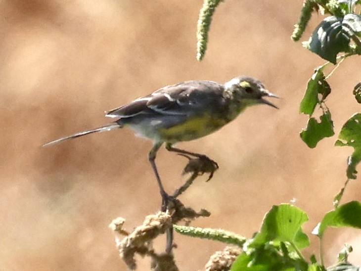 Citrine Wagtail - ML644638696