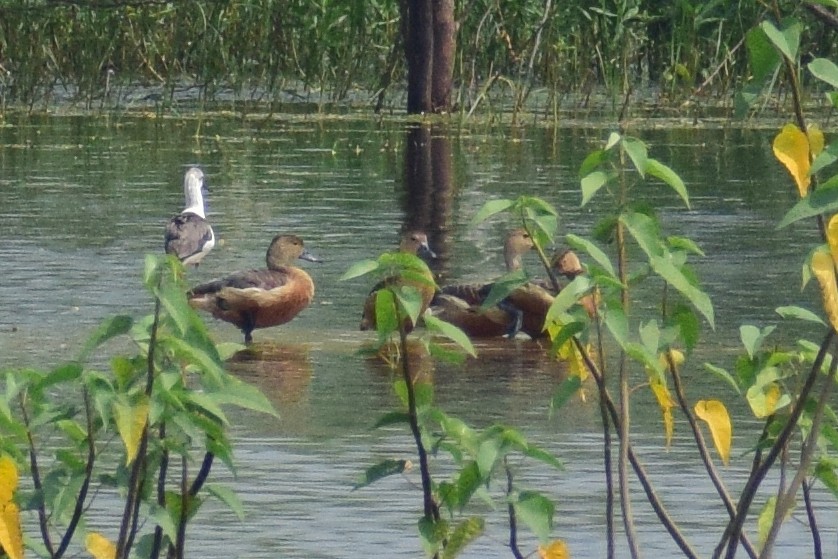 Модны анхир - ML644638700