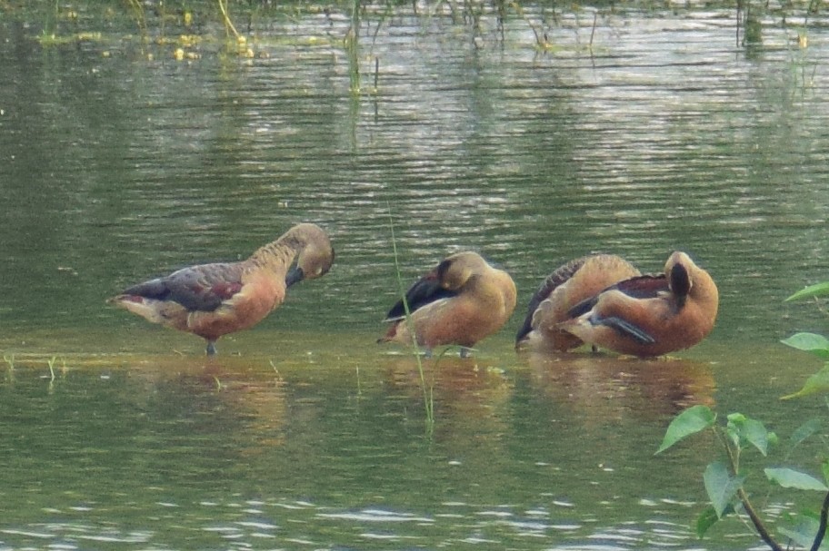 Модны анхир - ML644638703