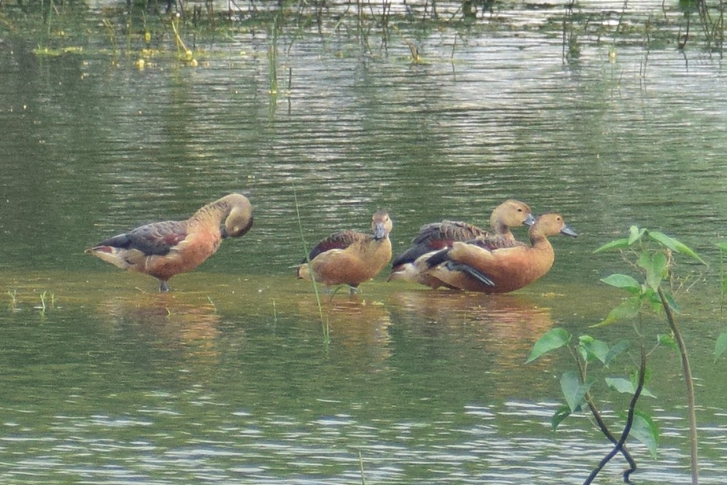 Модны анхир - ML644638704