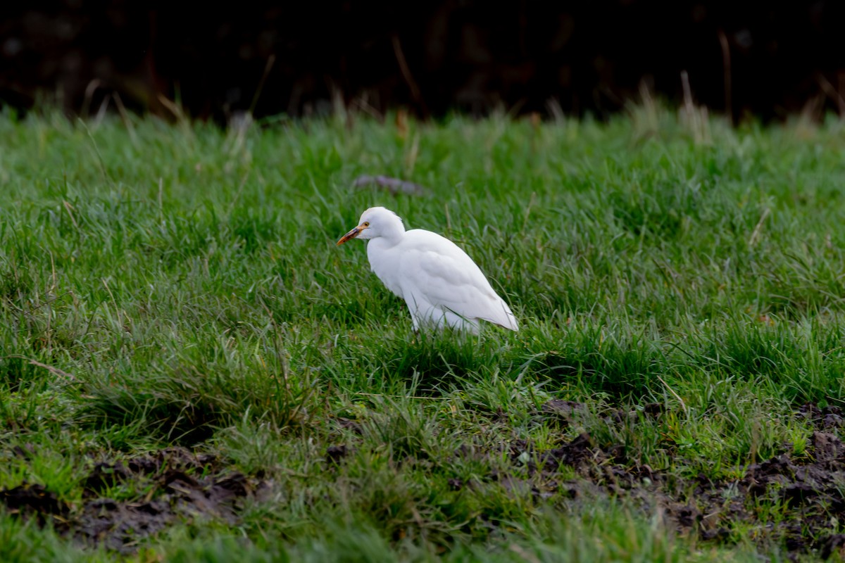 Western Cattle-Egret - ML644638705