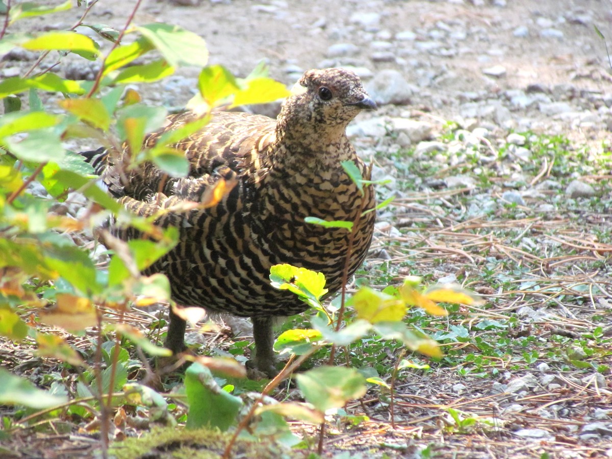 Дикуша канадська - ML644638706