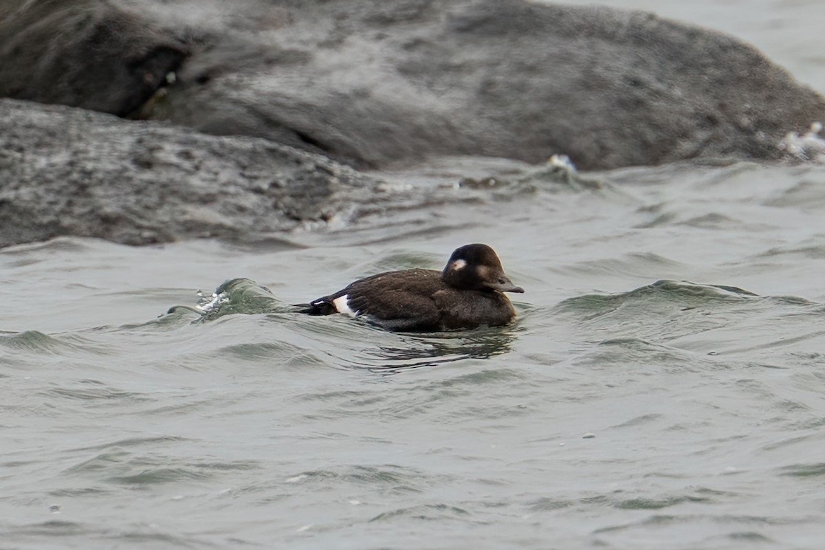 Белокрылый турпан - ML644638713