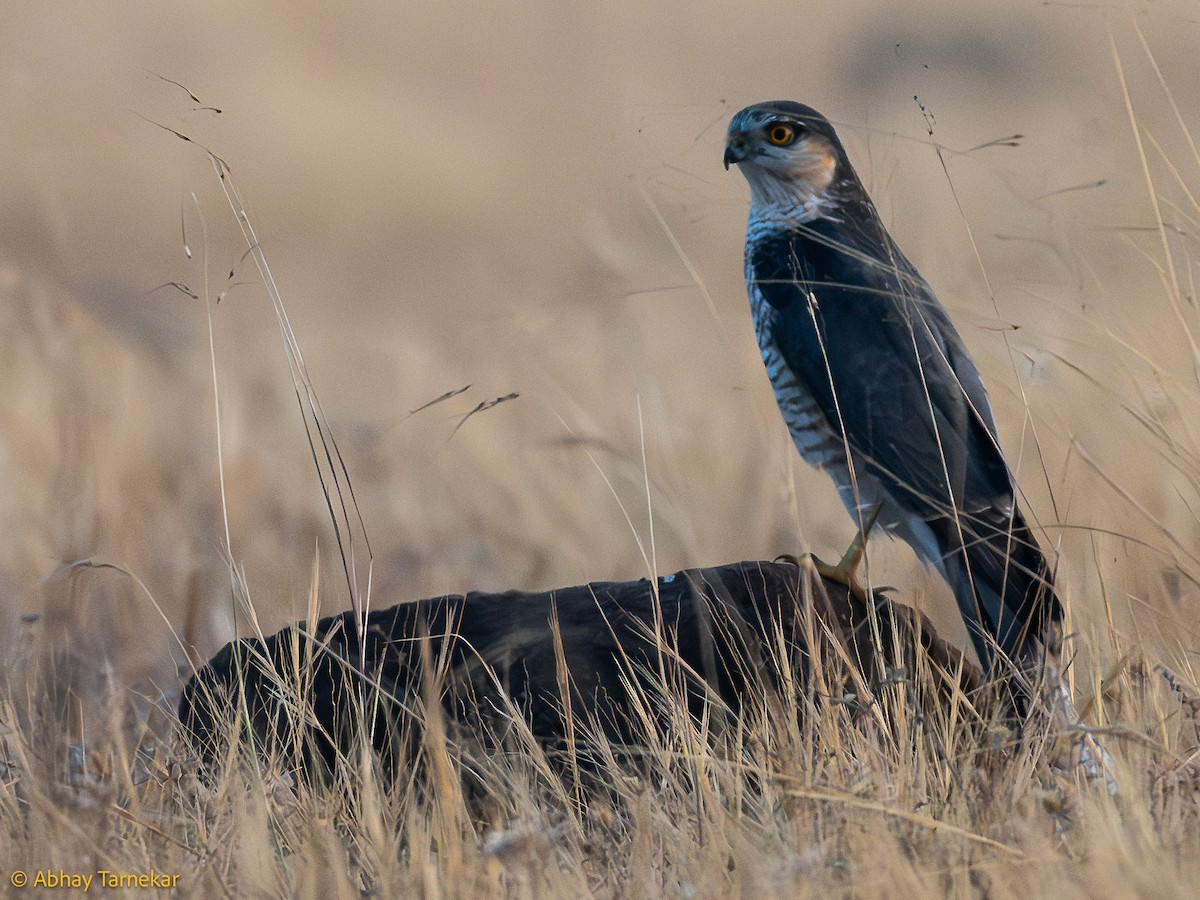 Gabirai arrunta - ML644638715