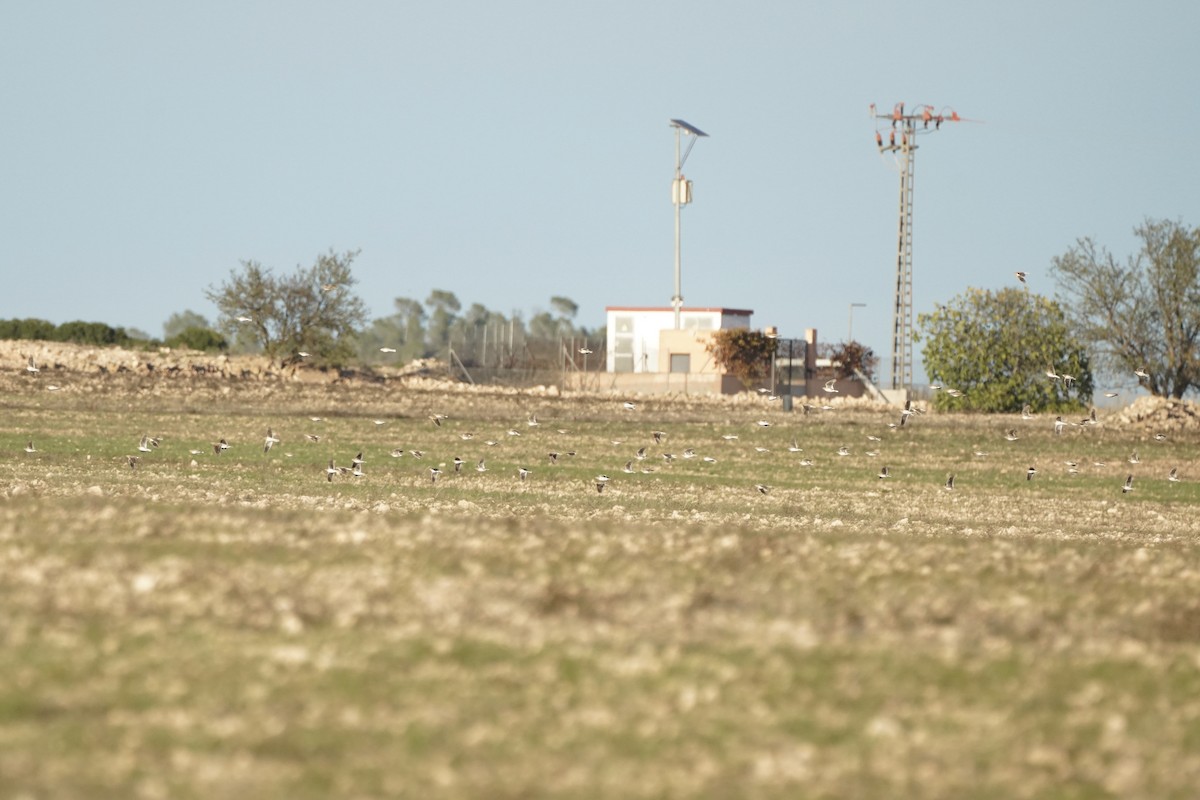 עפרוני ענק - ML644638717