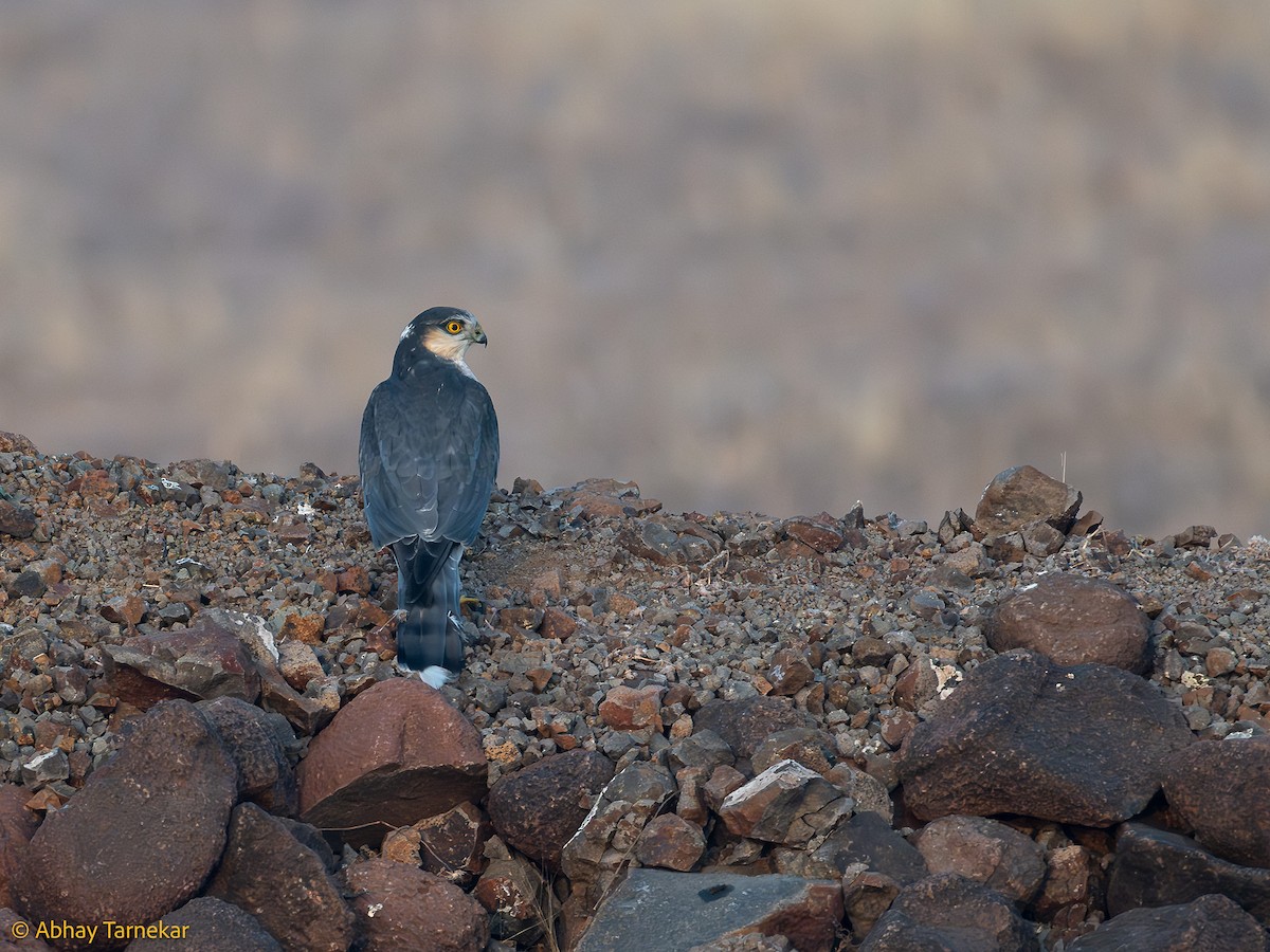 Gabirai arrunta - ML644638718