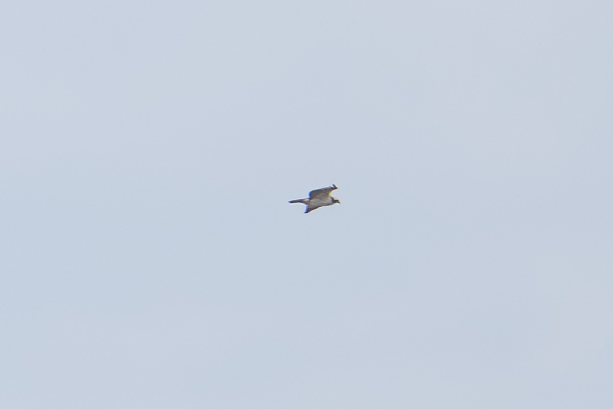 Скопа - ML644638719