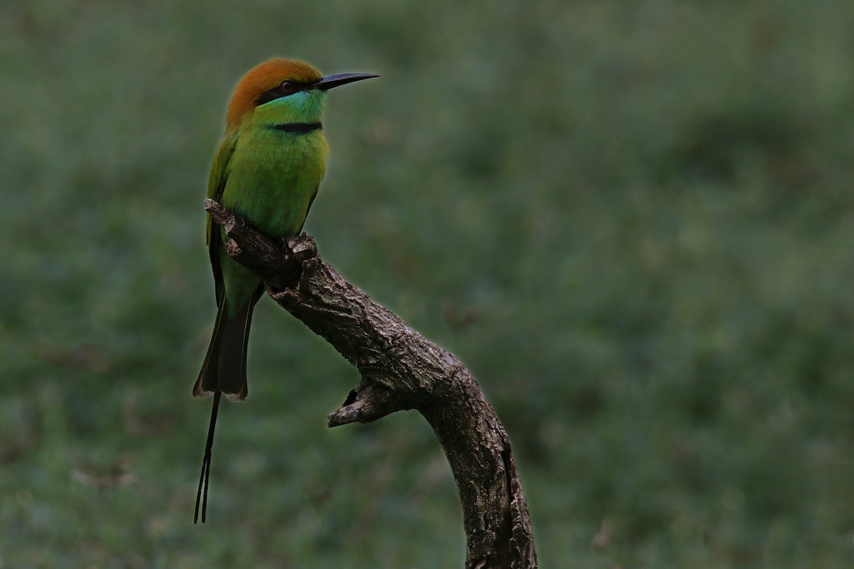 Asian Green Bee-eater - ML644638720