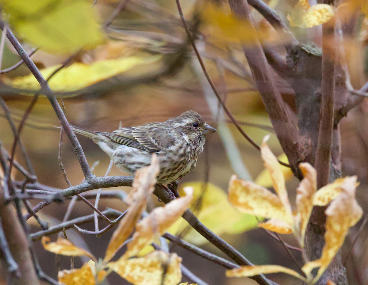 Пурпурная чечевица - ML644638721