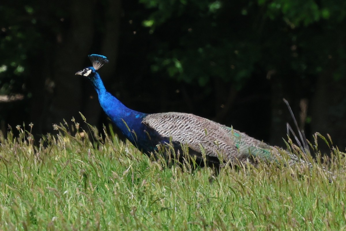 Indian Peafowl - ML644638736
