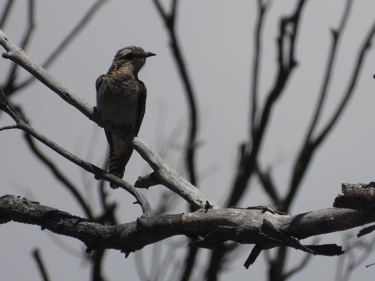 Pallid Cuckoo - ML644638740