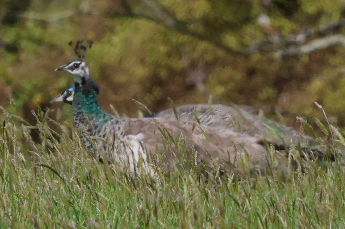 Indian Peafowl - ML644638741