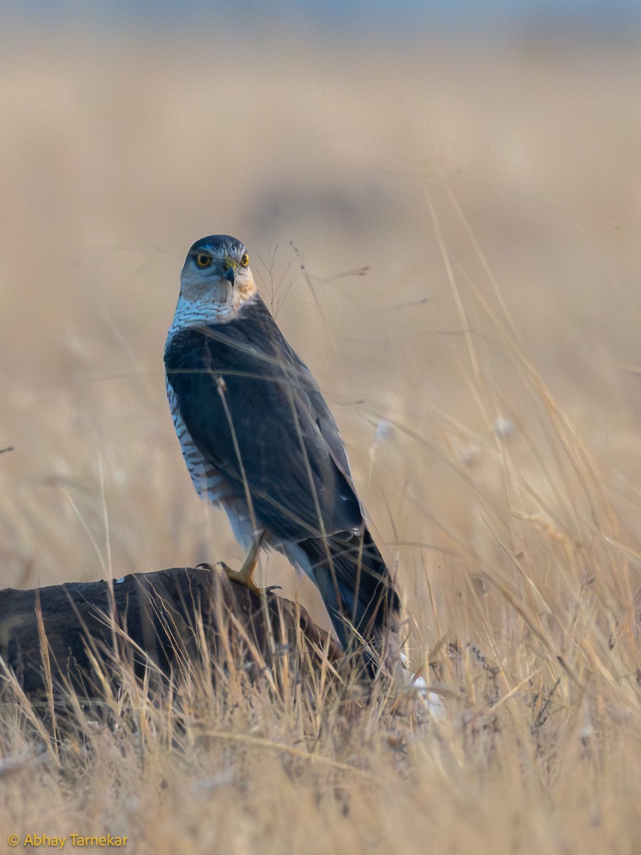 Gabirai arrunta - ML644638743