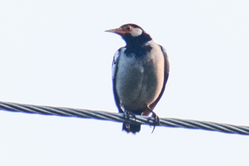 Indian Pied Starling - ML644638770
