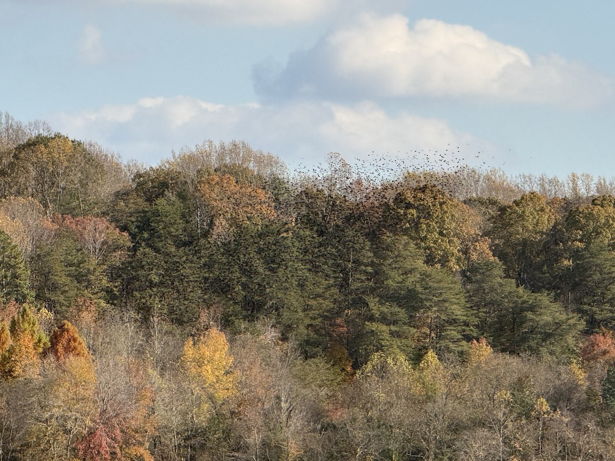 Icteridae sp. - ML644638788