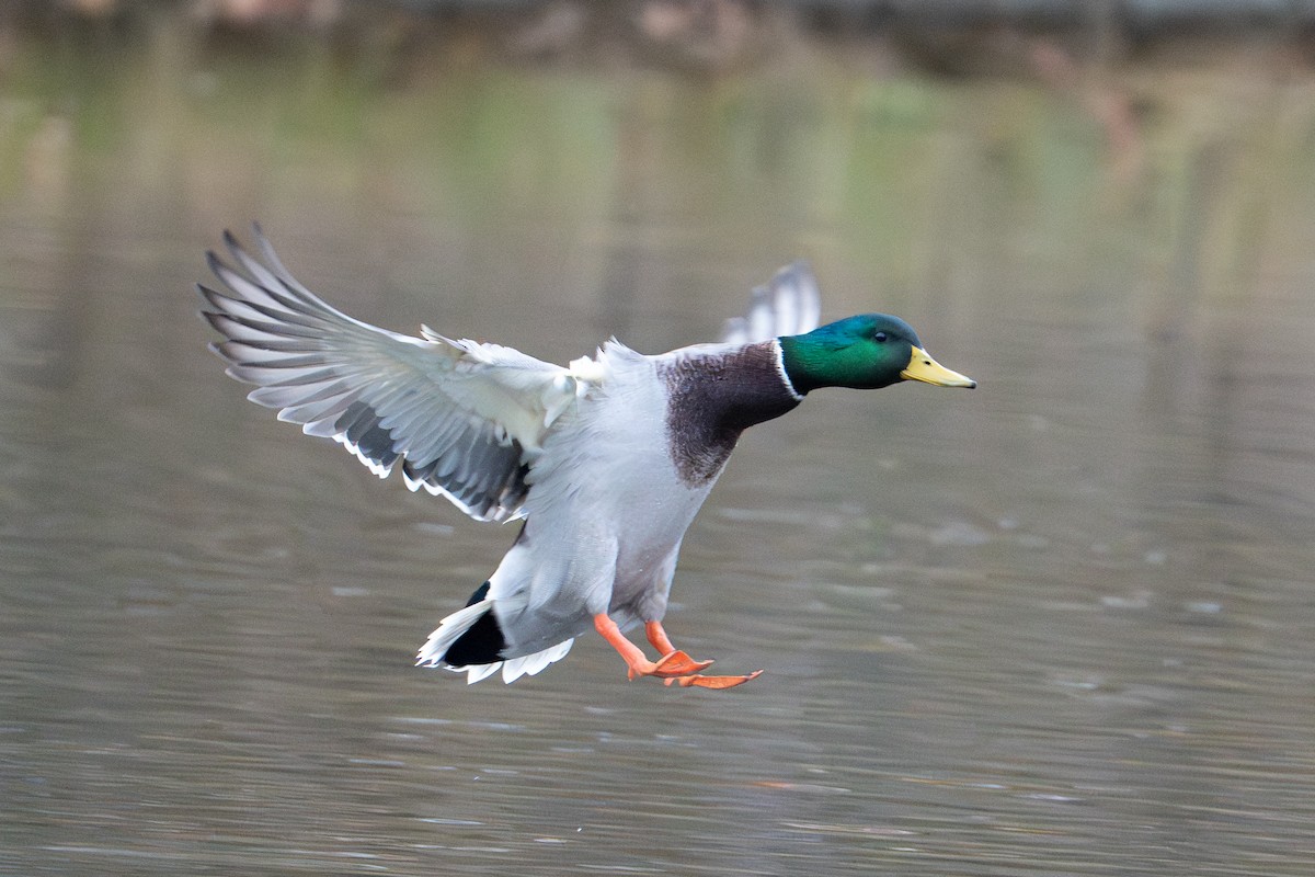 Кряква - ML644638789