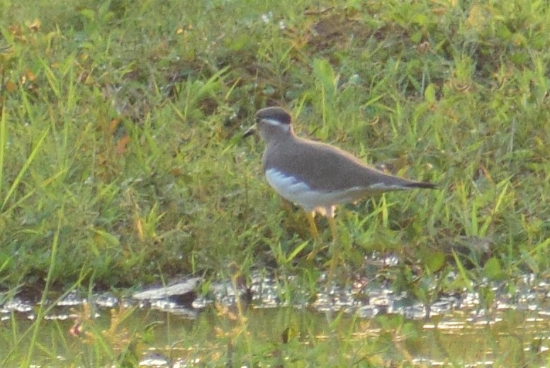 Yellow-wattled Lapwing - ML644638791