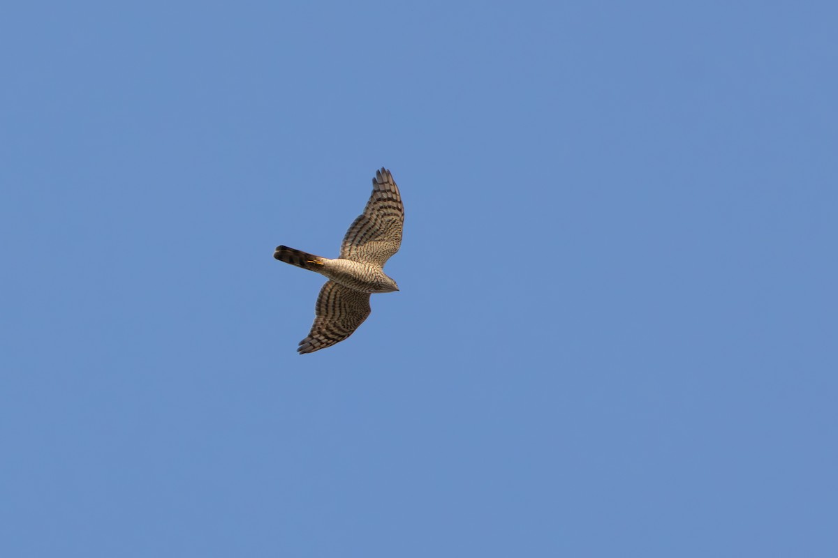 Gabirai arrunta - ML644638792