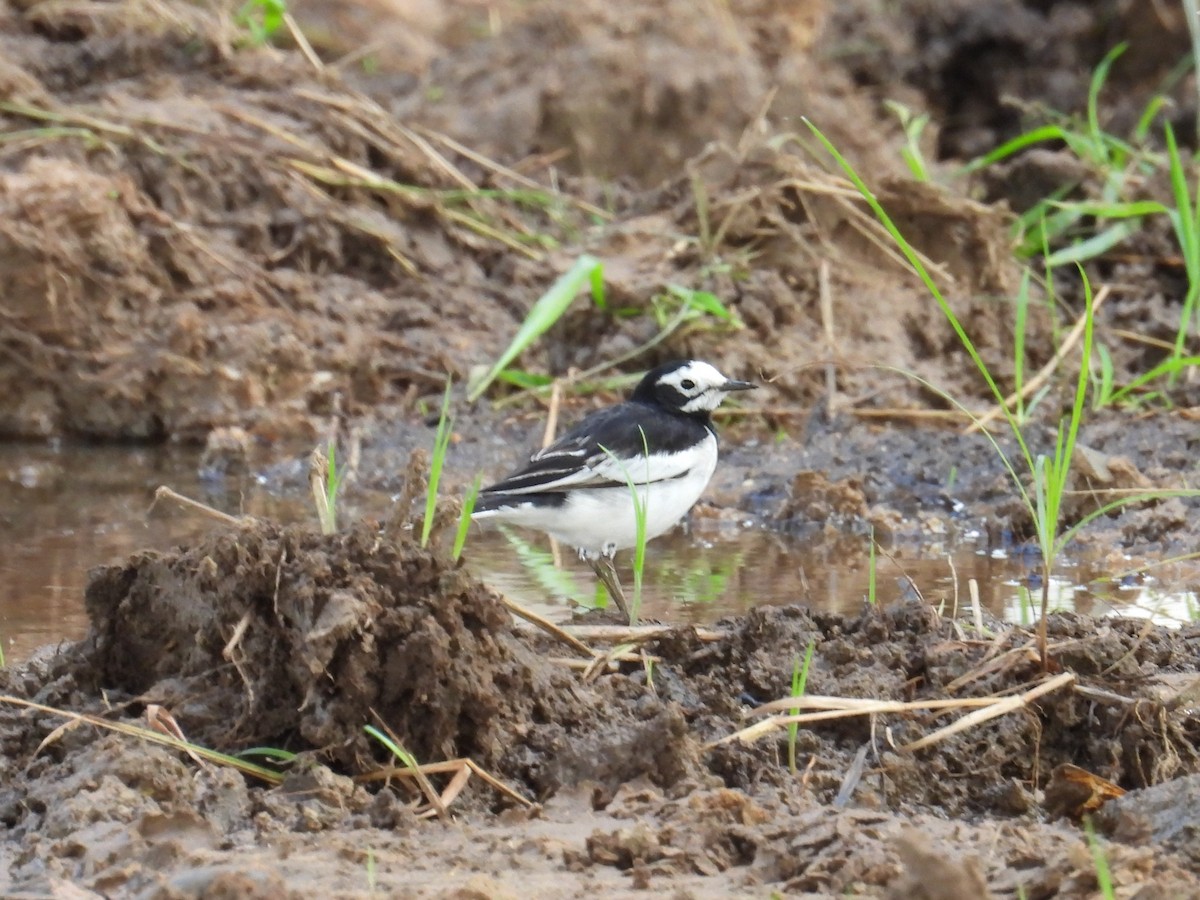 konipas bílý (ssp. alboides) - ML644638796