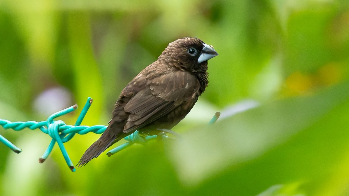 kullnonne - ML644638797