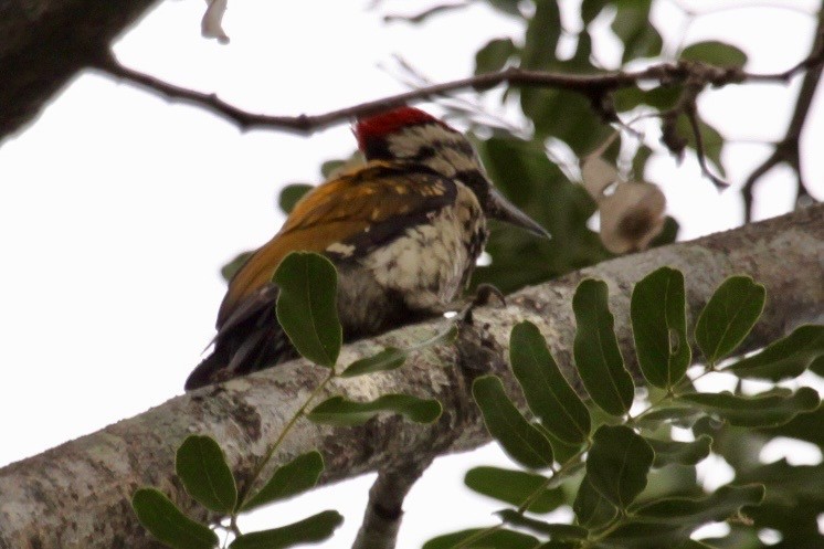 Pito Bengalí - ML644638800