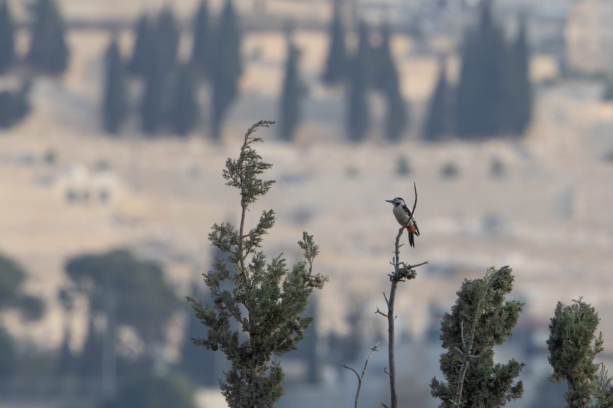 syriaspett - ML644638801