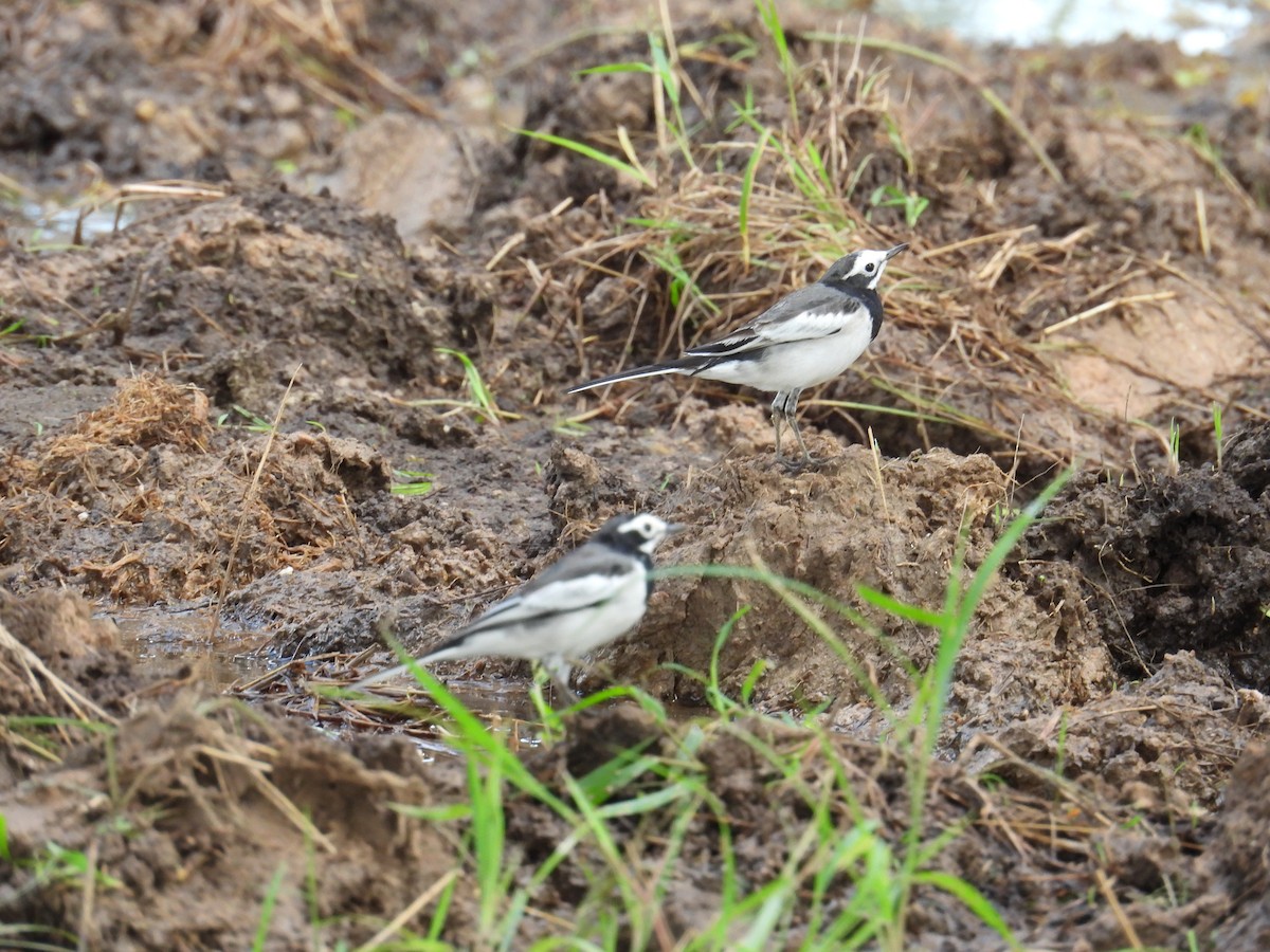 konipas bílý (ssp. alboides) - ML644638808