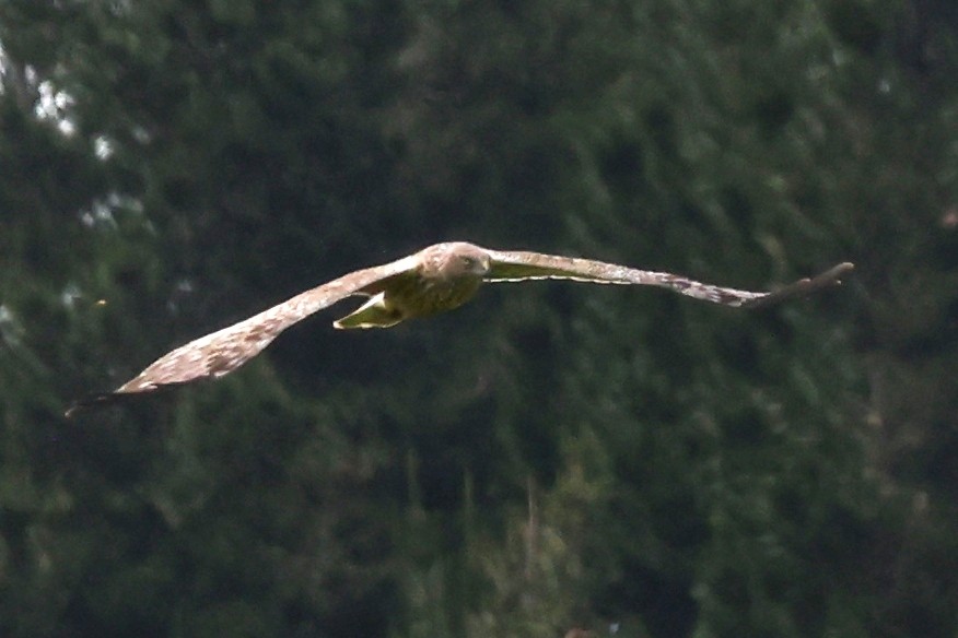 australsivhauk - ML644638813