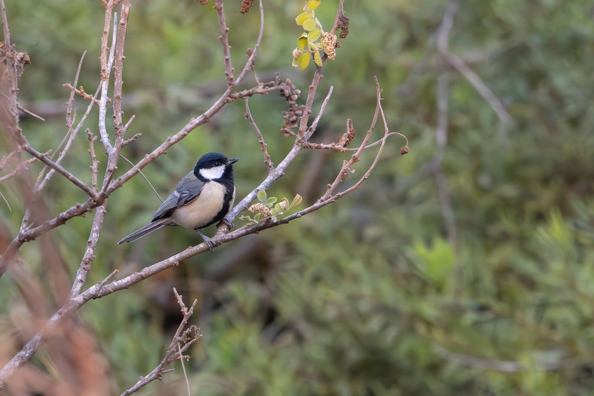 kjøttmeis - ML644638817