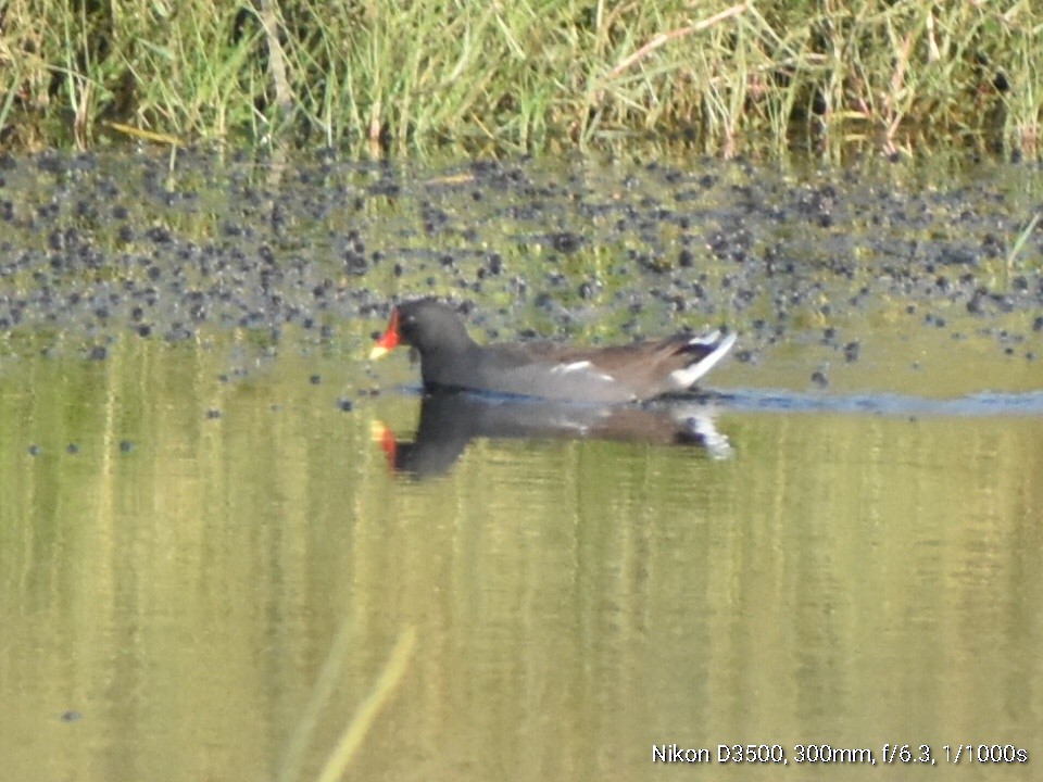 sivhøne - ML644638819