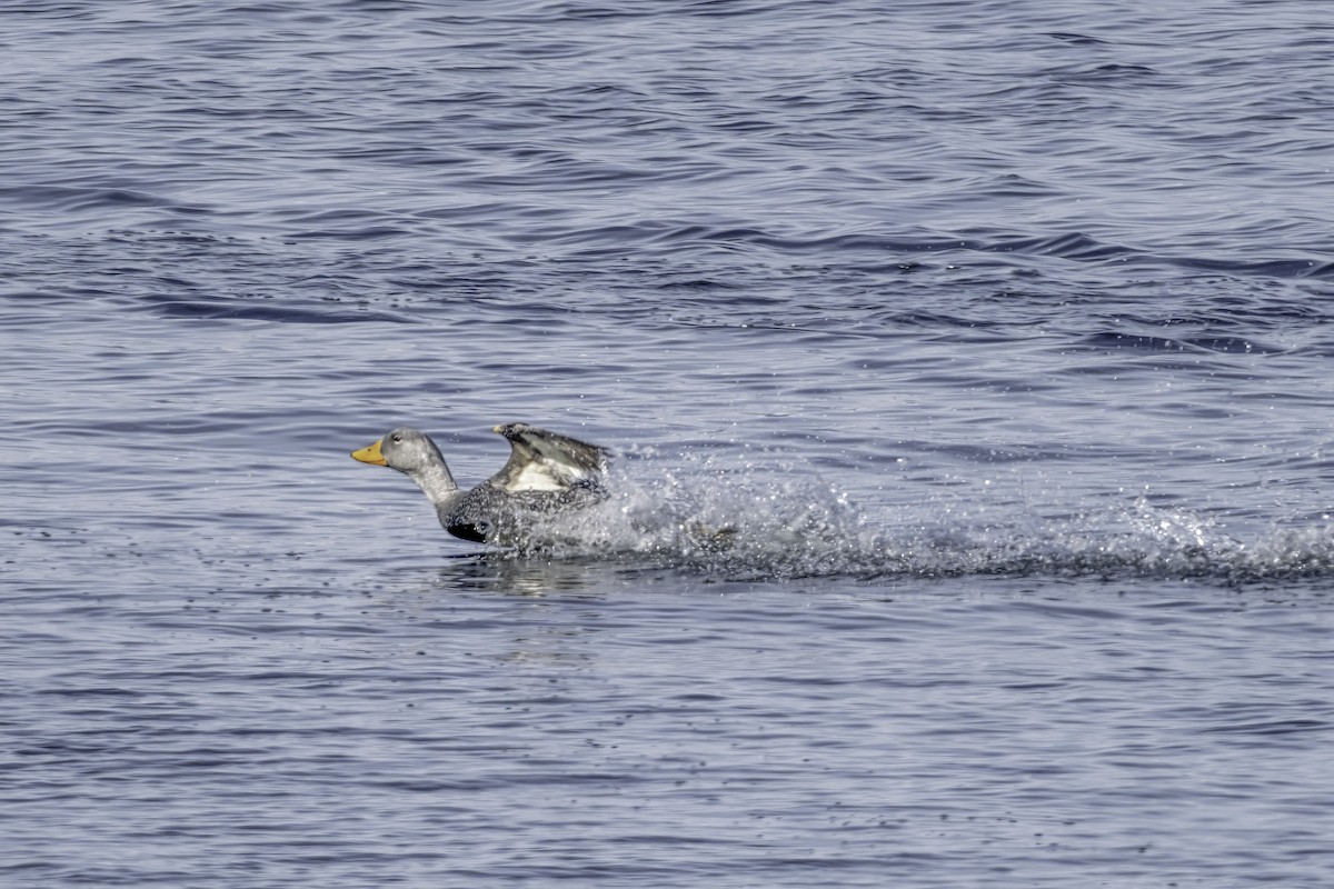 chileskovleand - ML644638820