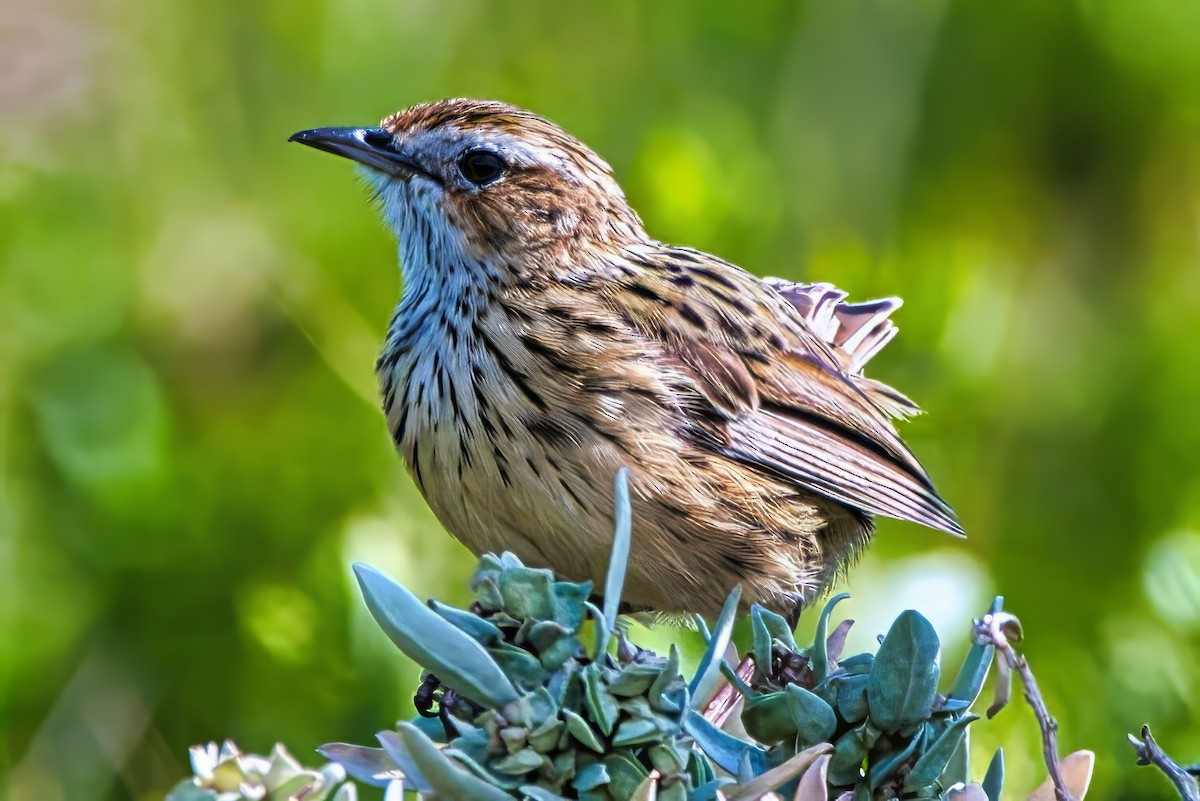 stripekrattsmett - ML644638821