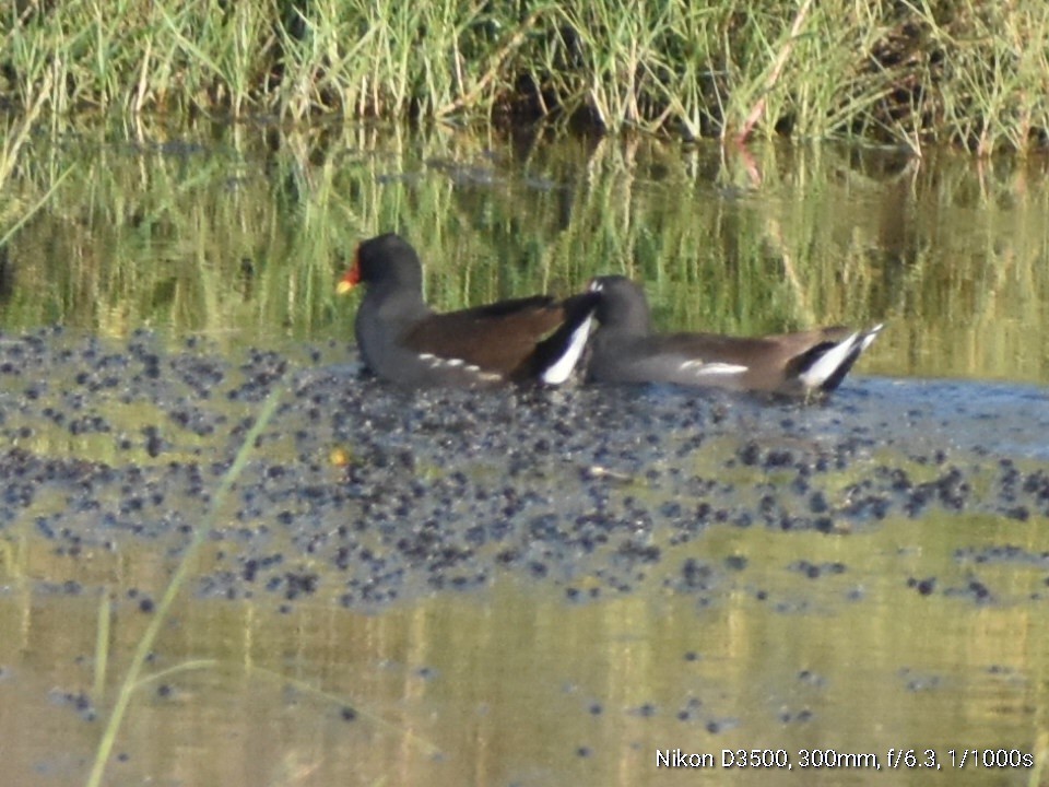 sivhøne - ML644638823